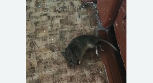 Дезинфекция от мышей в Савеловском районе Москвы