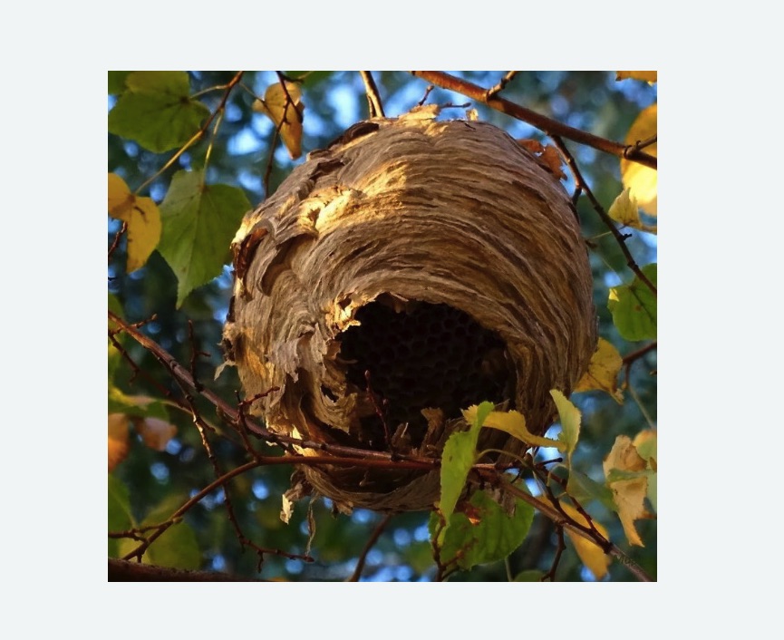 Обработка от шершней в Савеловском районе Москвы