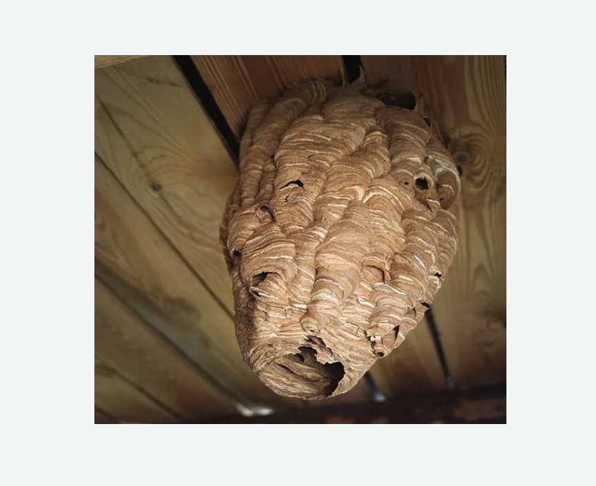 обработка от шершней в Савеловском районе Москвы