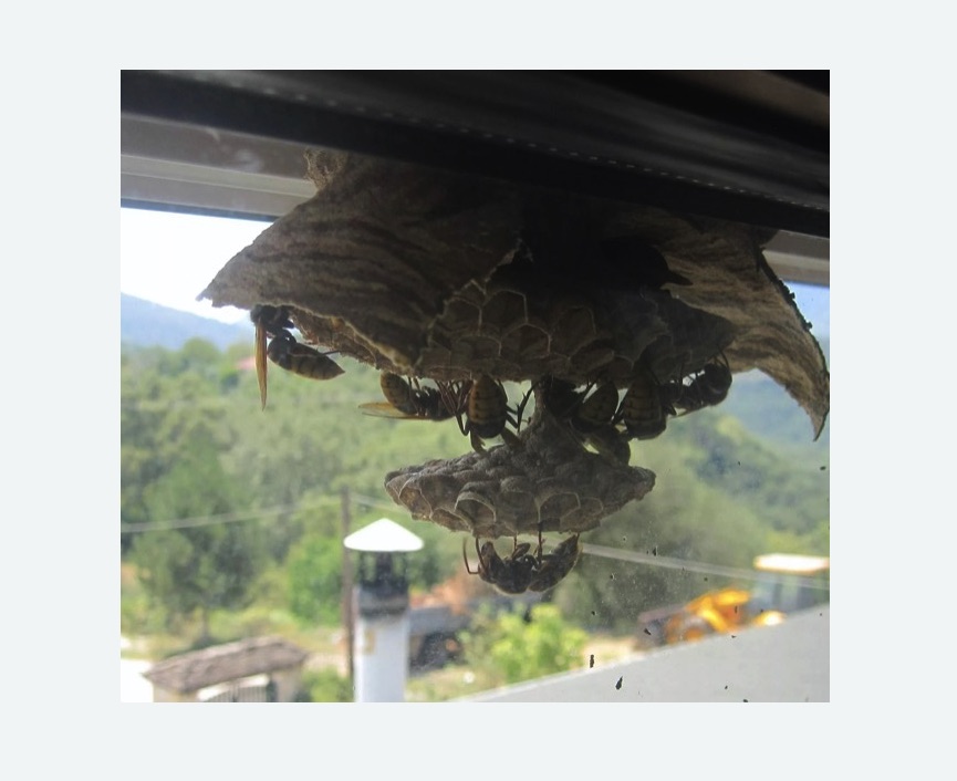 Уничтожение гнёзд шершней в Савеловском районе Москвы